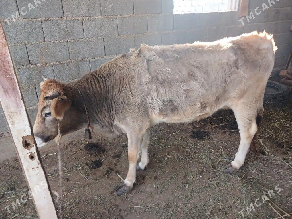 tüwe - Gökdepe - img 1