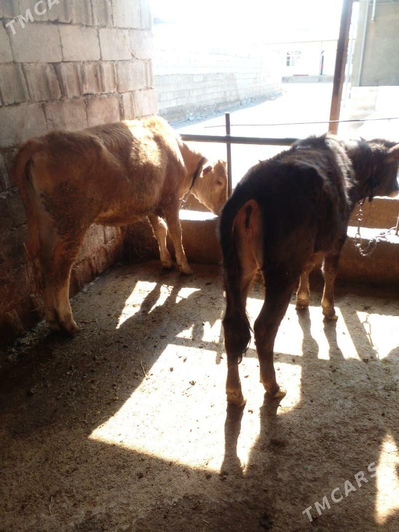 tuwe - Гёкдже - img 1