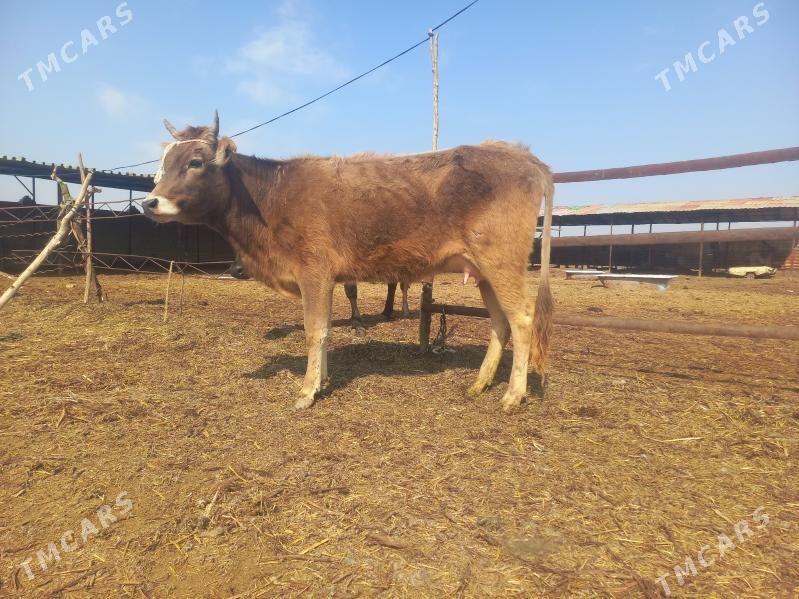 göleli. - Wekilbazar - img 1