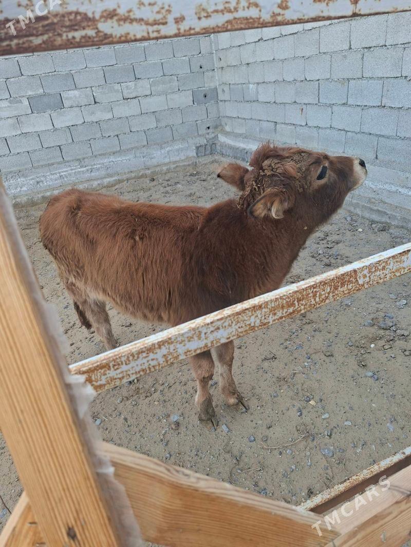 tùwe - Ak bugdaý etraby - img 1