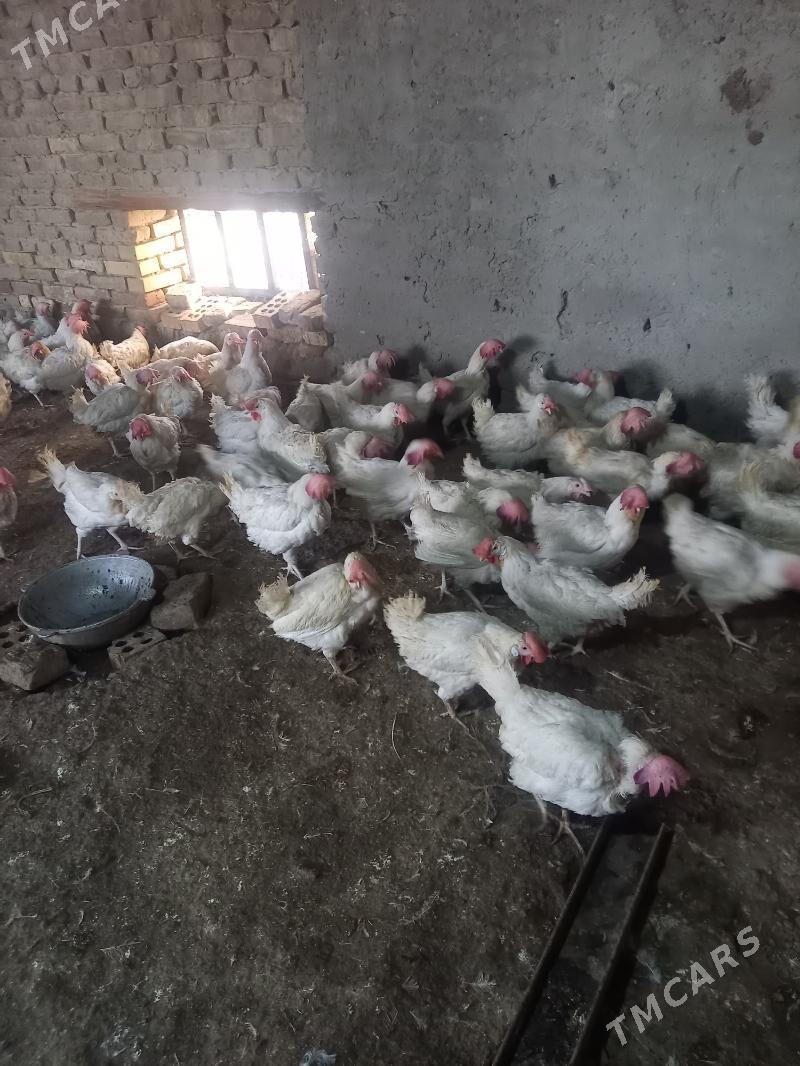 Ak towuk - Мары - img 1