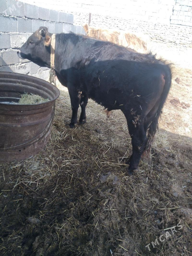 okuz - Бахарден - img 1