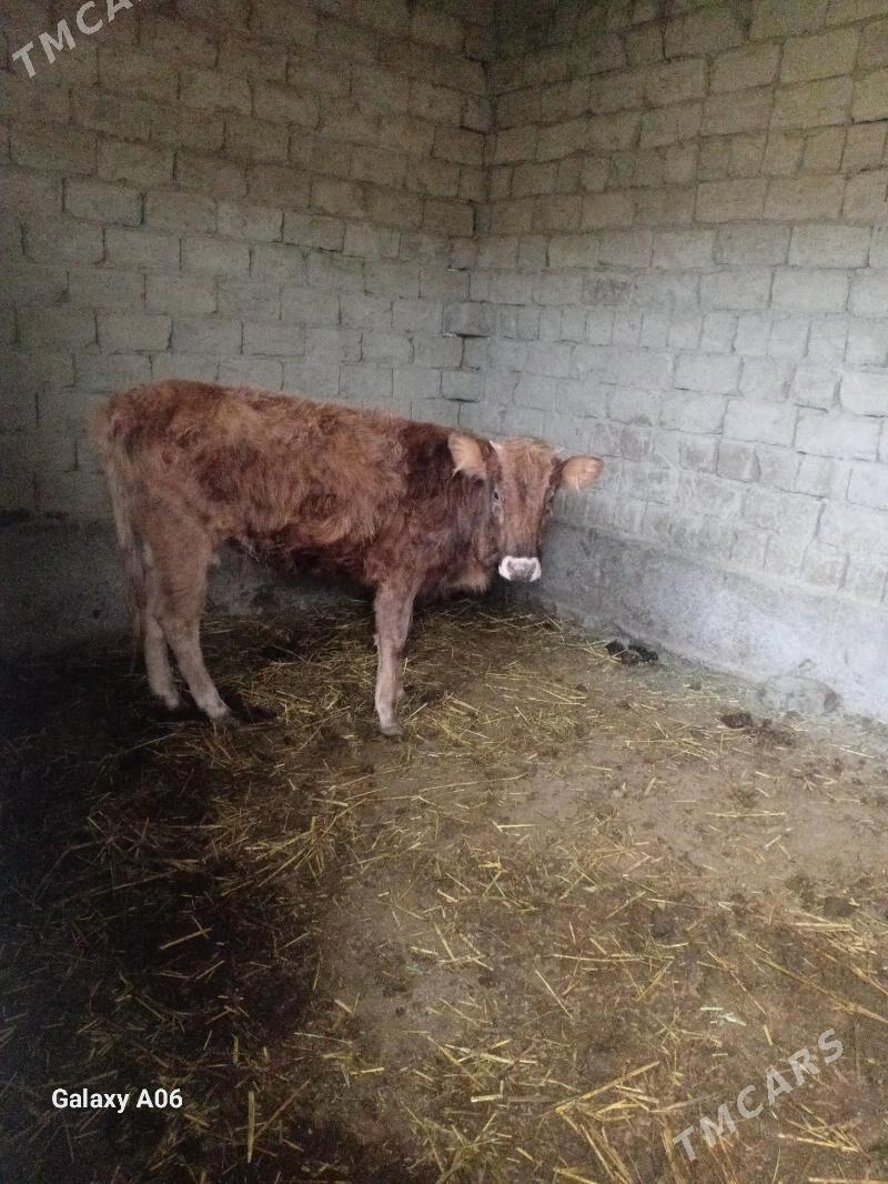 tuwe - Бахарден - img 1