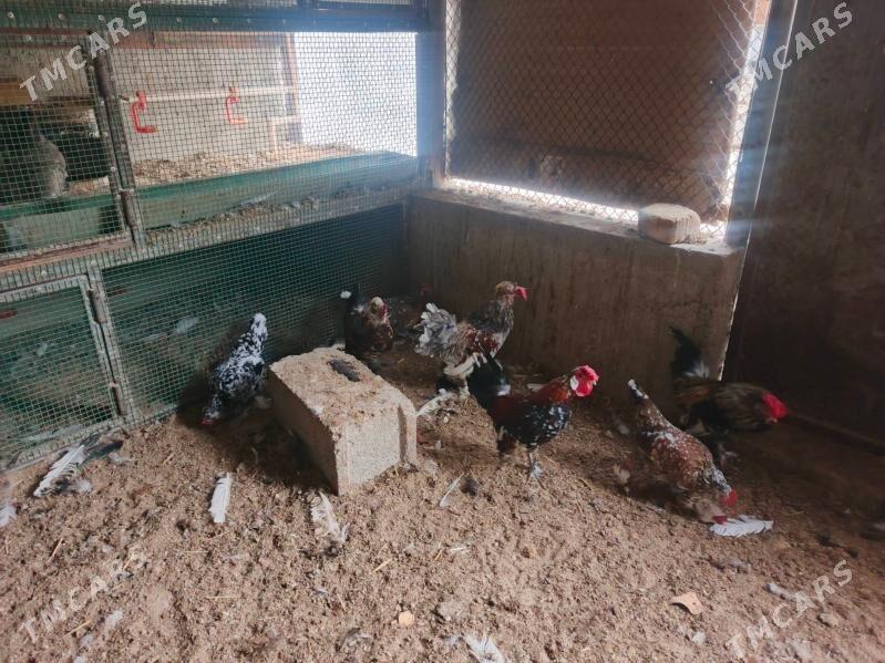 Karlik - Бахарден - img 1