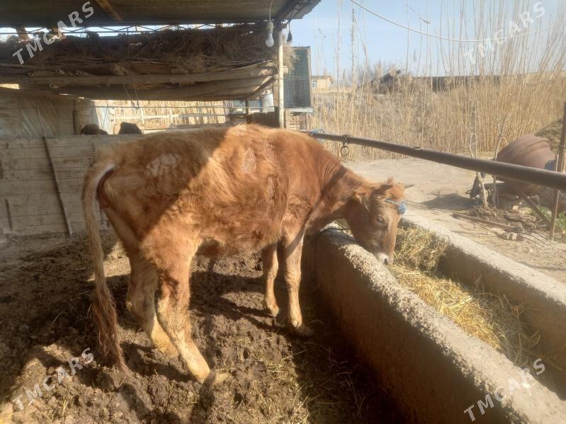 YETIK BOGAZ. - Чарджоу - img 1