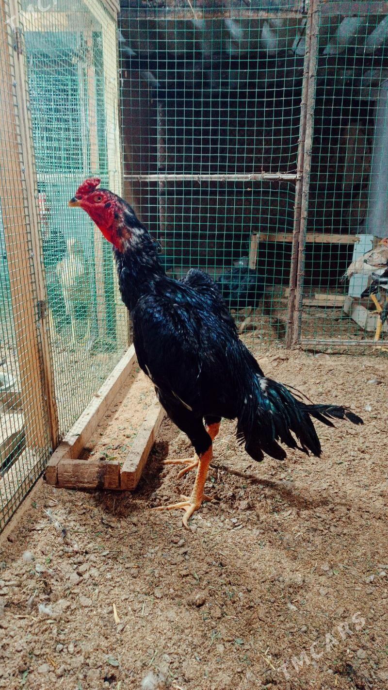 Horaz - Wekilbazar - img 1