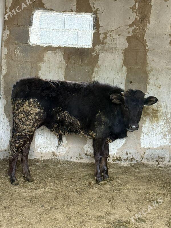 okuz - Ak bugdaý etraby - img 1