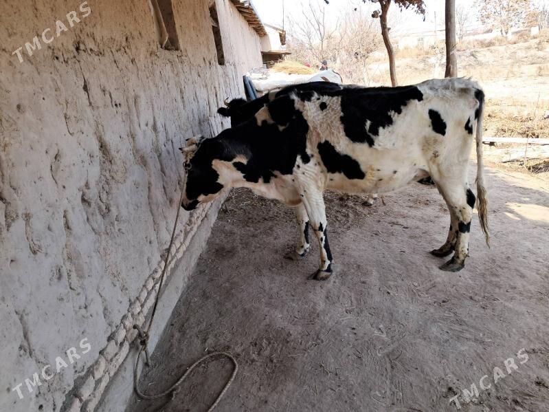 голштейн - Шабатский этрап - img 1