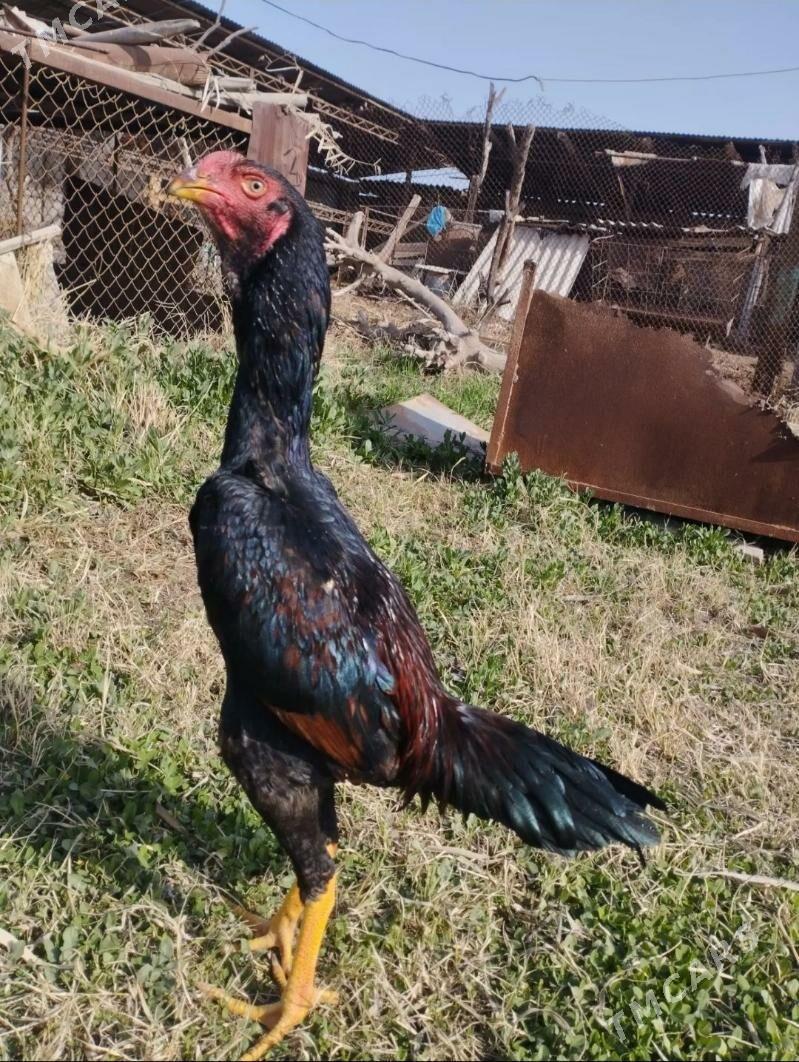 baysow horaz - Мары - img 1