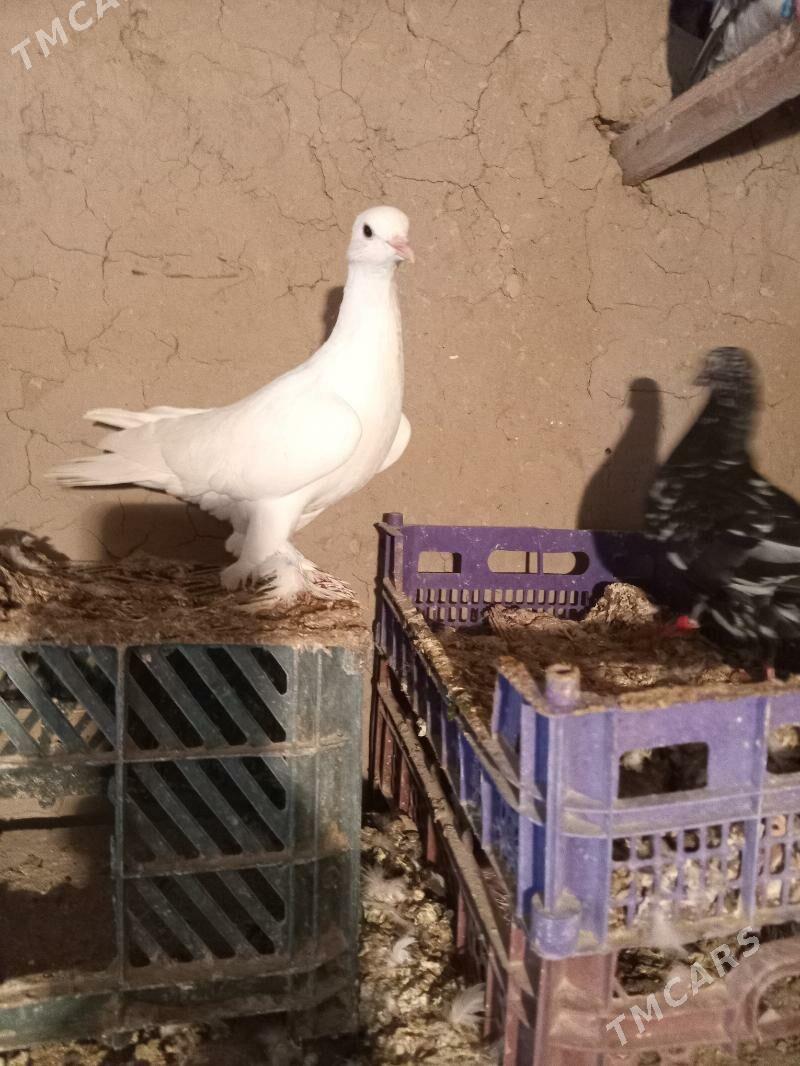 kepderi - Sakarçäge - img 1