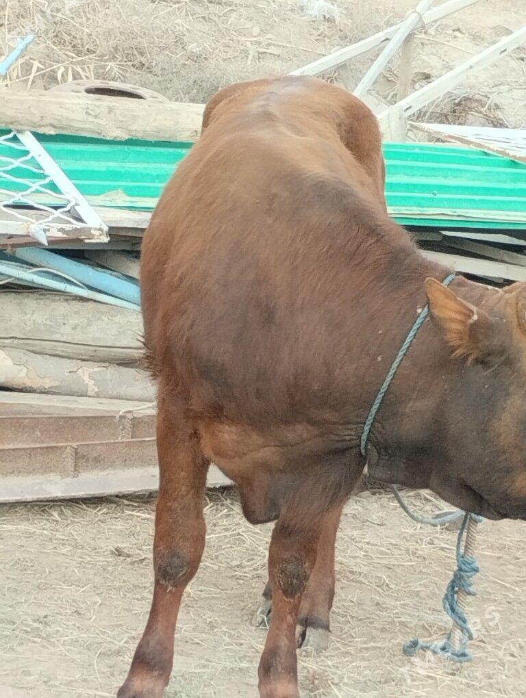 Okuz - Türkmenabat - img 1