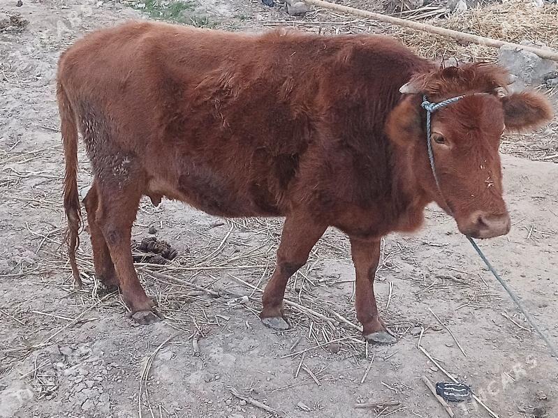 самиз инак - Türkmenabat - img 1