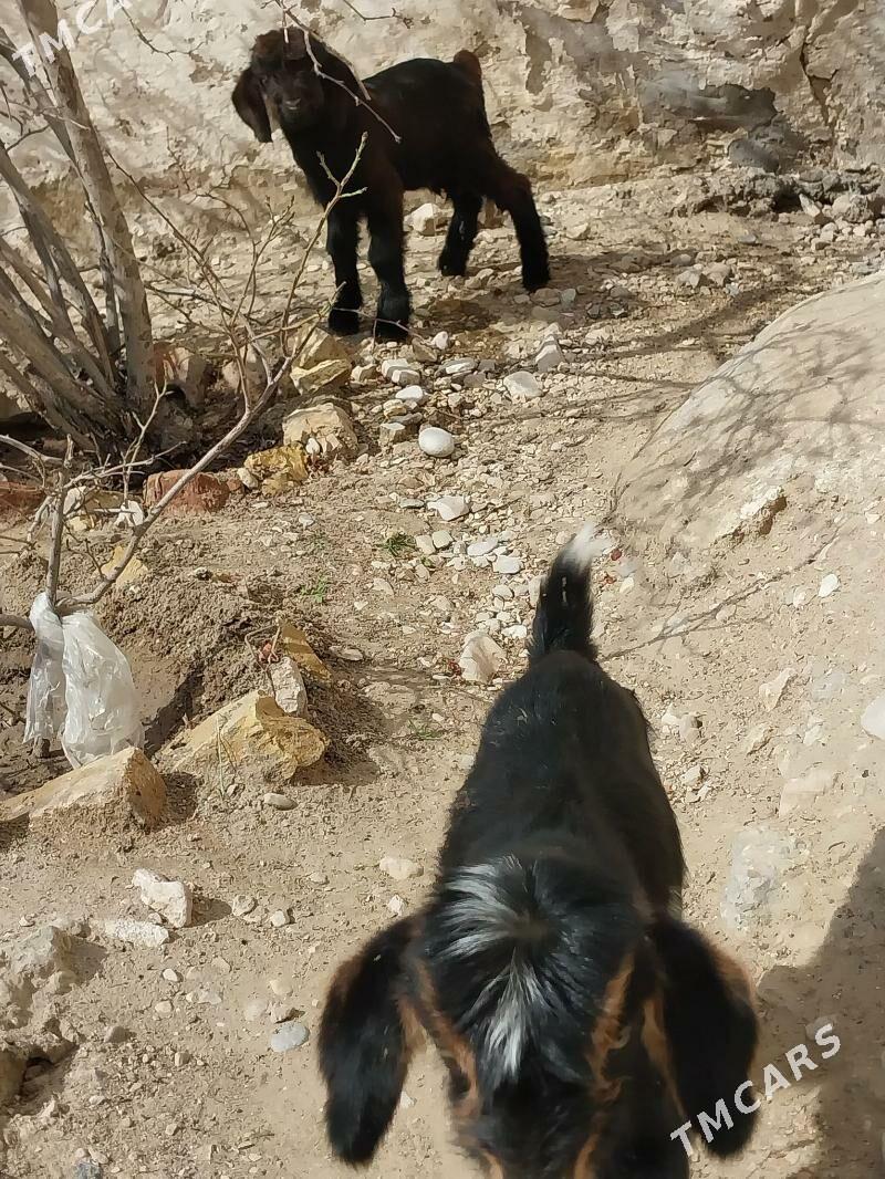 owlak - Балканабат - img 1