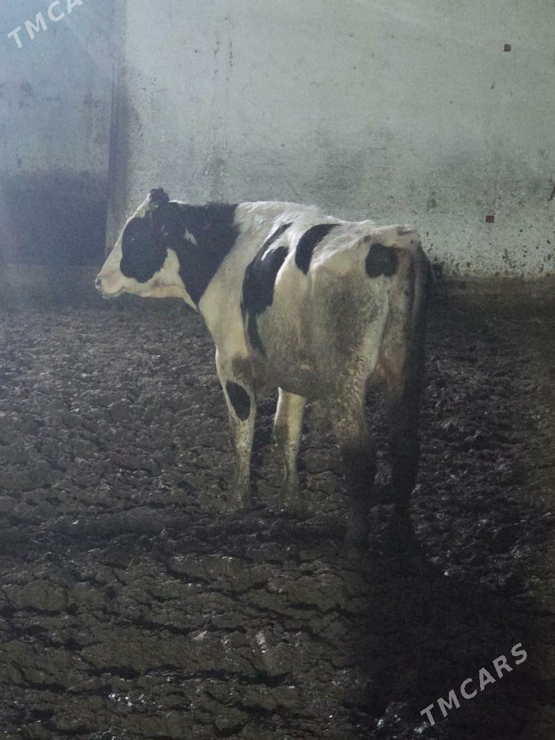 ÖKÜZ - Ak bugdaý etraby - img 1