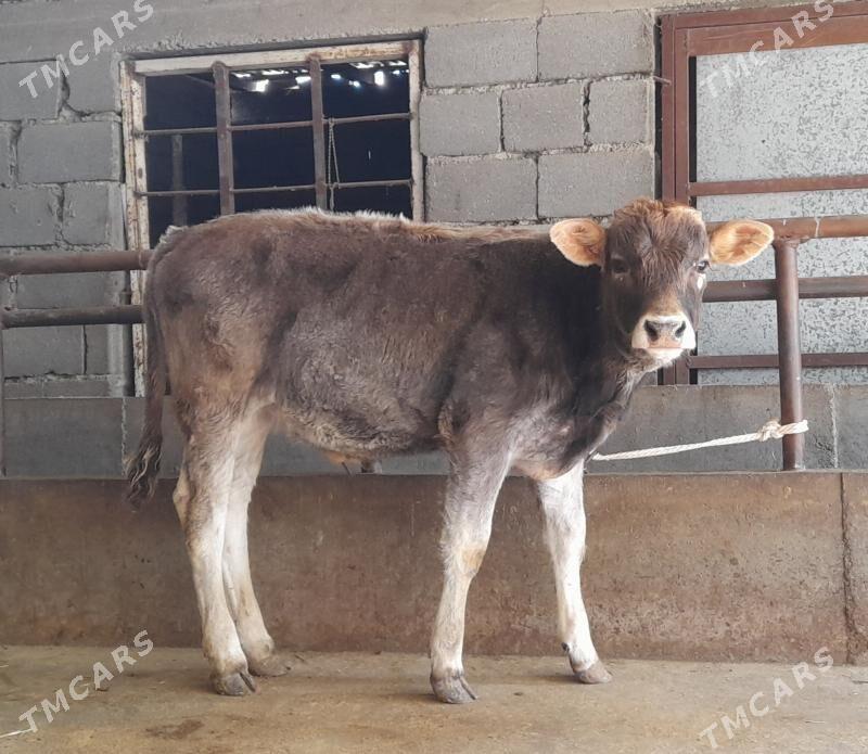 öküz - Büzmeýin - img 1