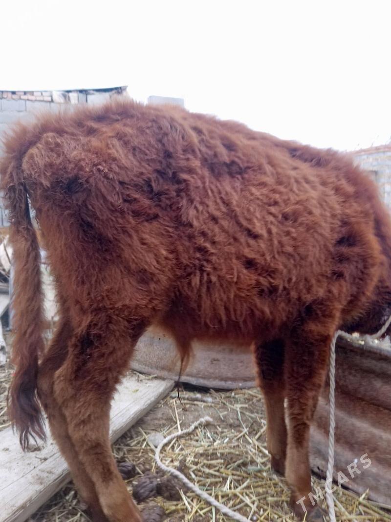 öküzçe - Bäherden - img 1