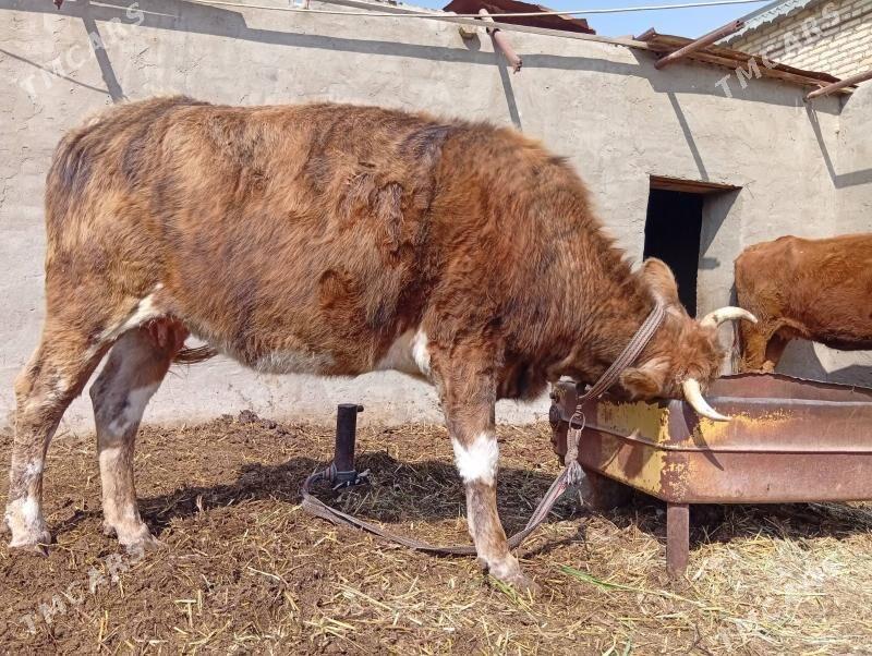 yetik bogoz - Mary - img 1