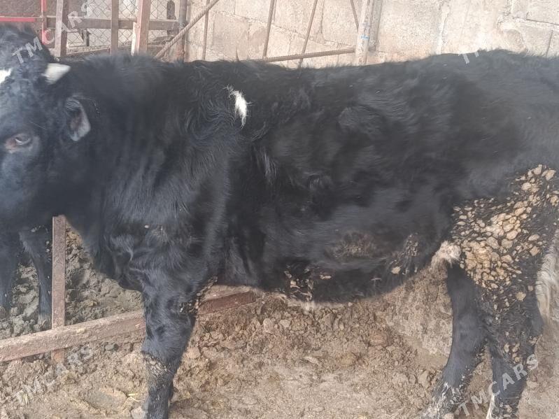 öküz - Ак-Бугдайский этрап - img 1