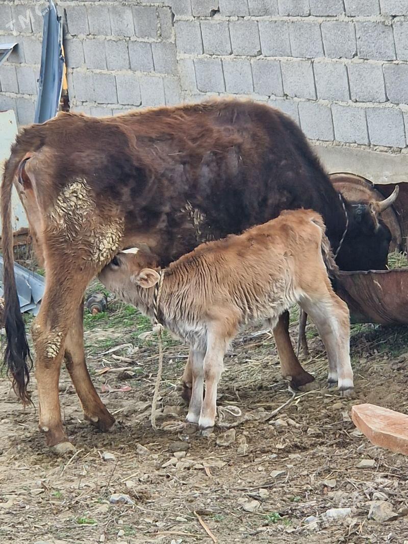 goleli sygyr - Bäherden - img 1