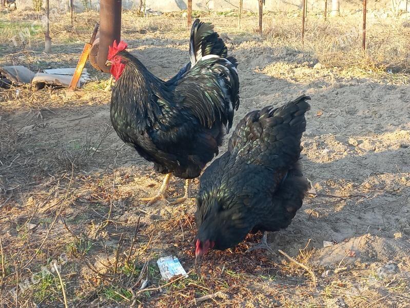 Jersey gigant towuk ýumurtga - Чоганлы - img 1