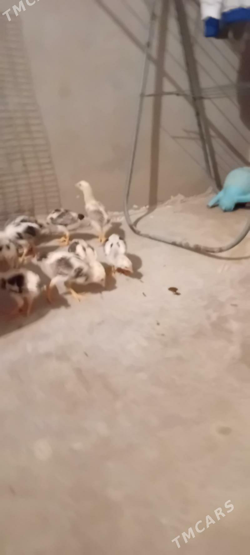 Baysol juje - Чарджоу - img 1