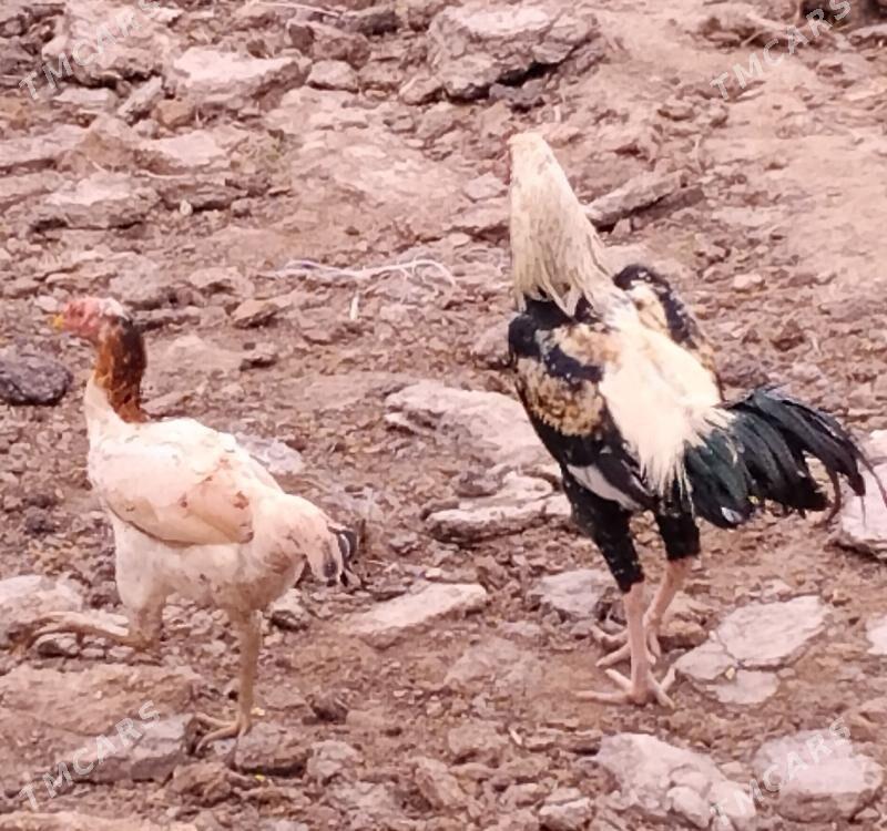 horaz ve tovuk - Чарджоу - img 1