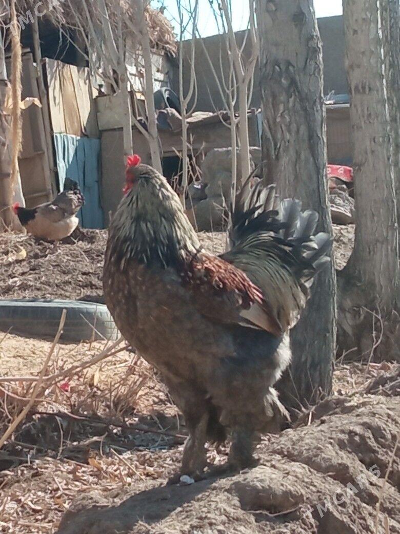 Brama horaz paroda - Кёнеургенч - img 1