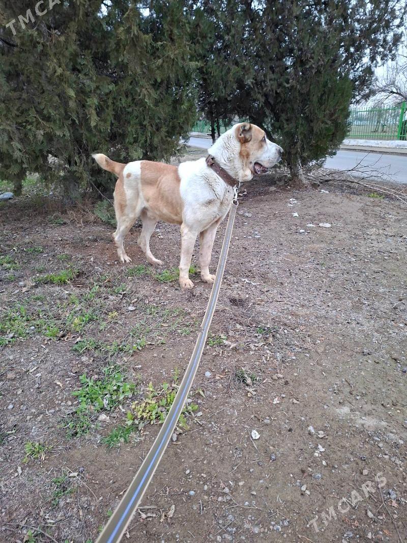 Alabay - Aşgabat - img 1