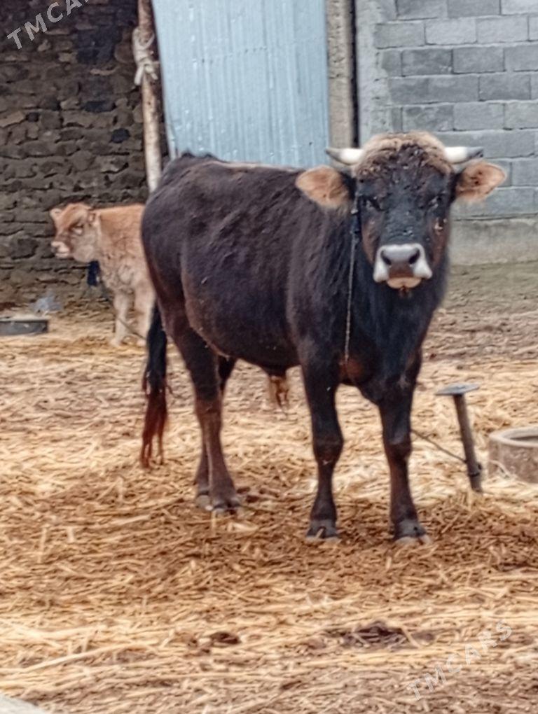 öküz - Bäherden - img 1