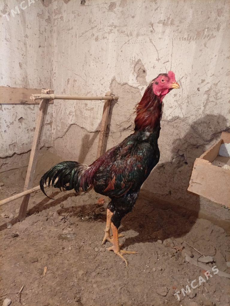 Horaz - Шабатский этрап - img 1