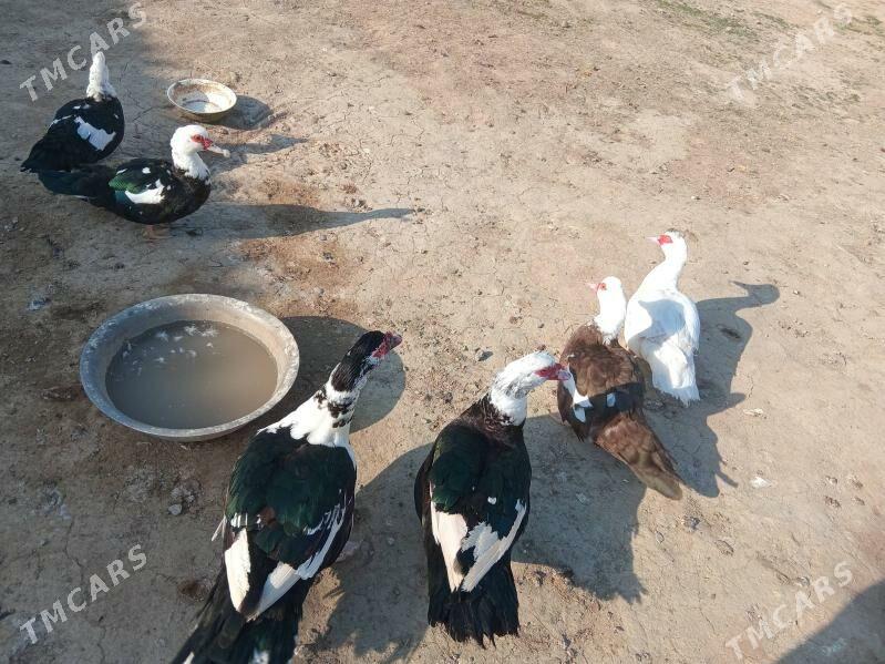 ordek - Мургап - img 1