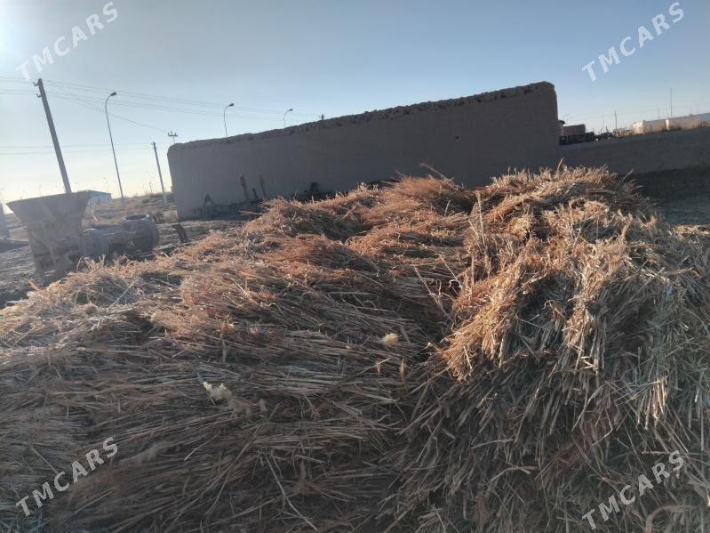 Gowuş,Külte - Daşoguz - img 1