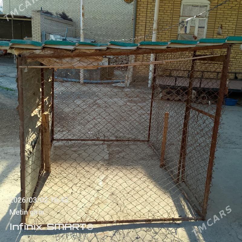 towuk ketek - Mary - img 1