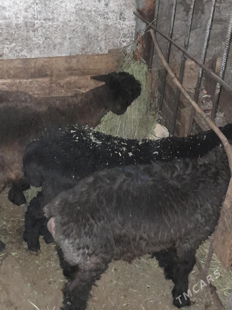 Tokly - Hitrowka - img 1