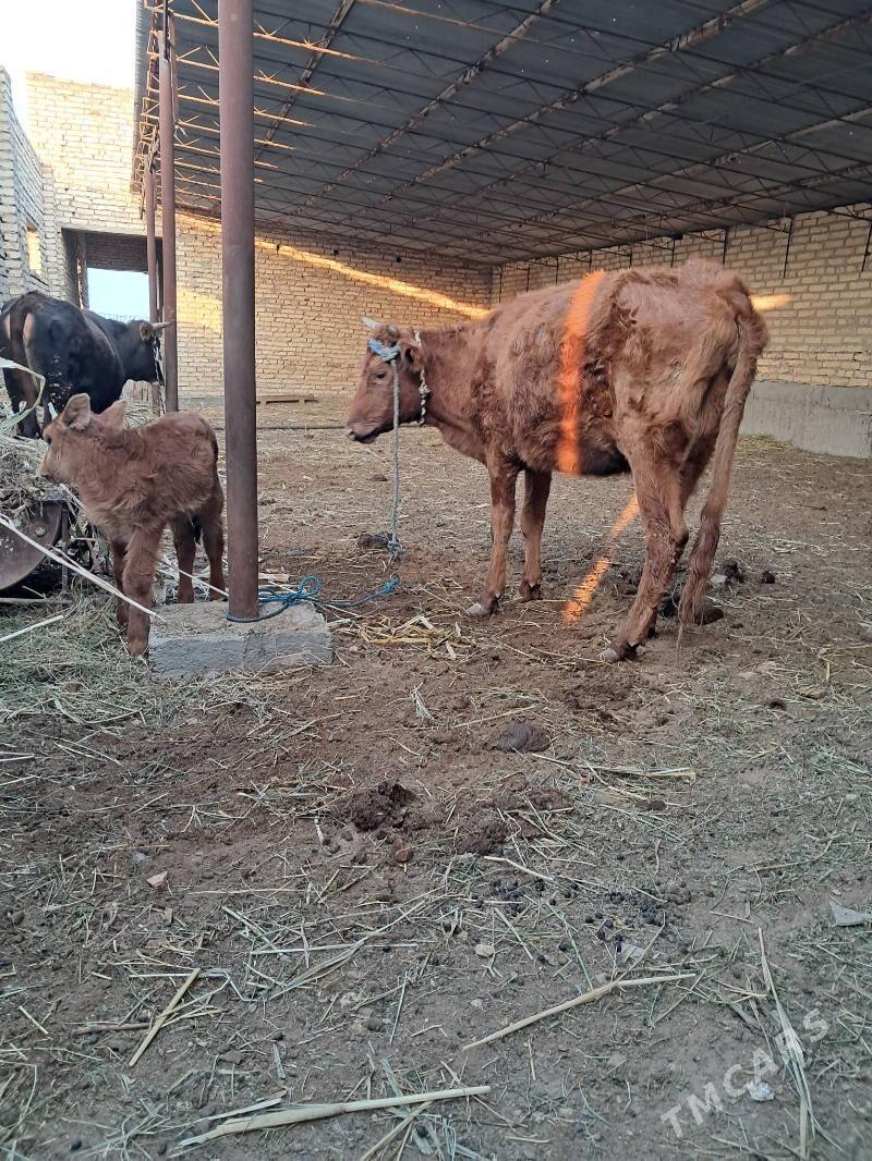 Saglyk sygyr - Sakar - img 1