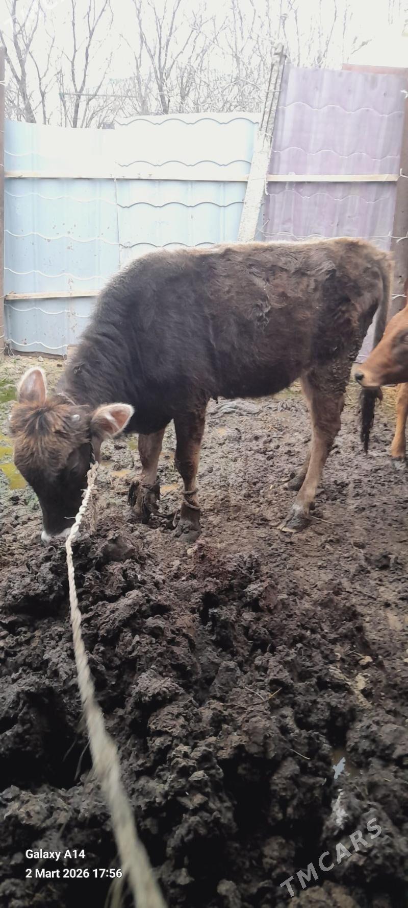 bakylgy tuwe - Бахарден - img 1