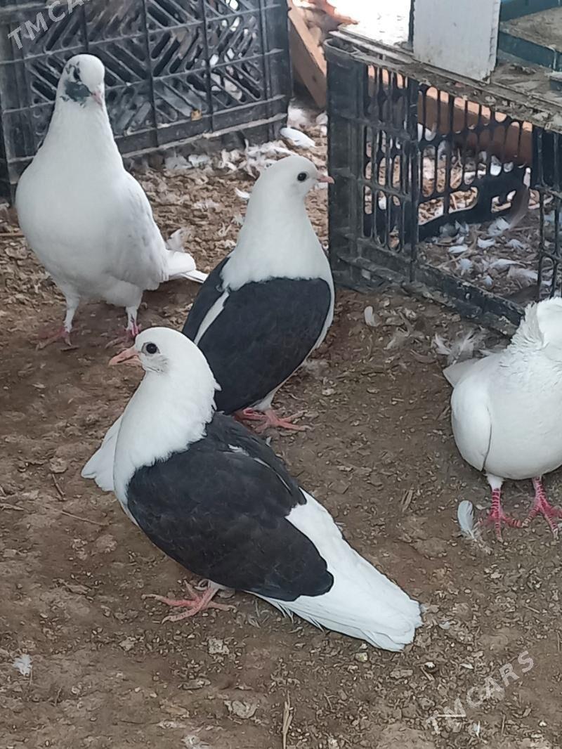 Kepderi. - Дарганата - img 1