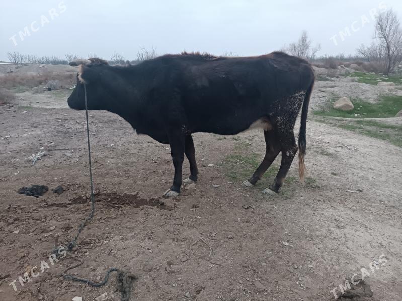 Bogaz sygyr - Бахарден - img 1