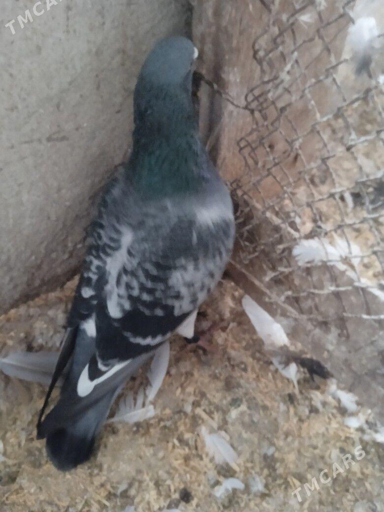 Gumry - Aşgabat - img 1