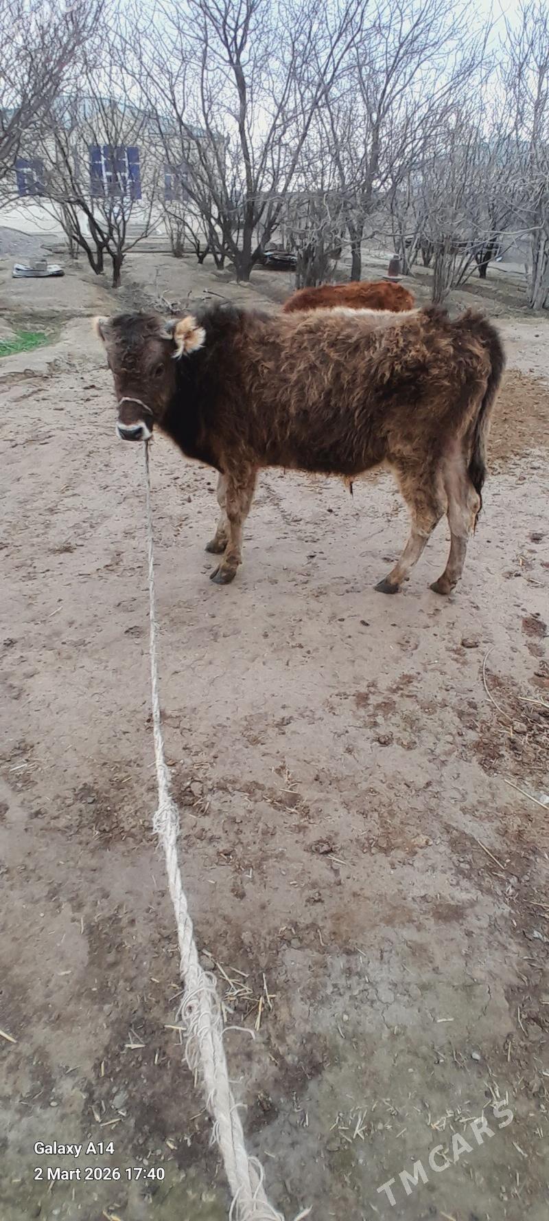 SWES OKUZ - Бахарден - img 1