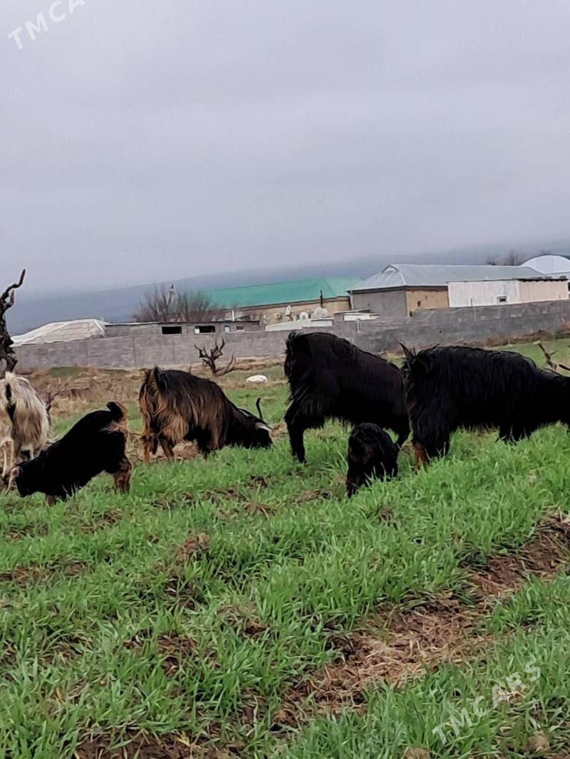 OWLAKLY geçei - Гёкдепе - img 1