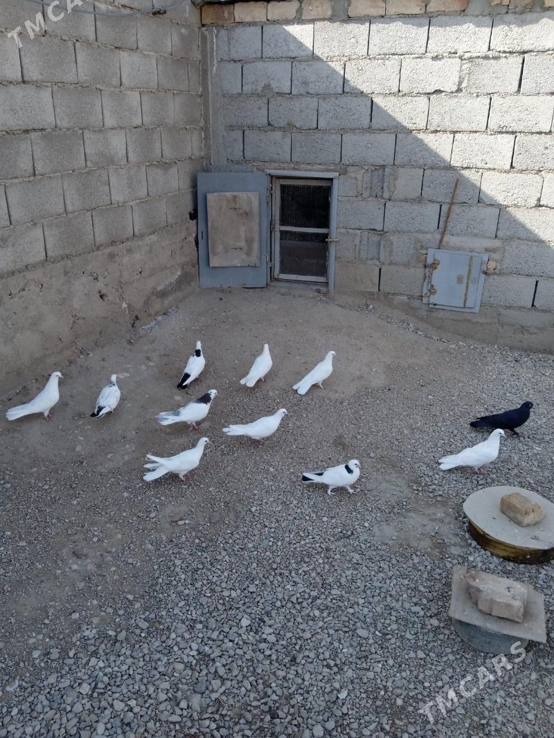 Kepderi - Балканабат - img 1