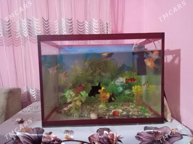 аквариум - Türkmenabat - img 1