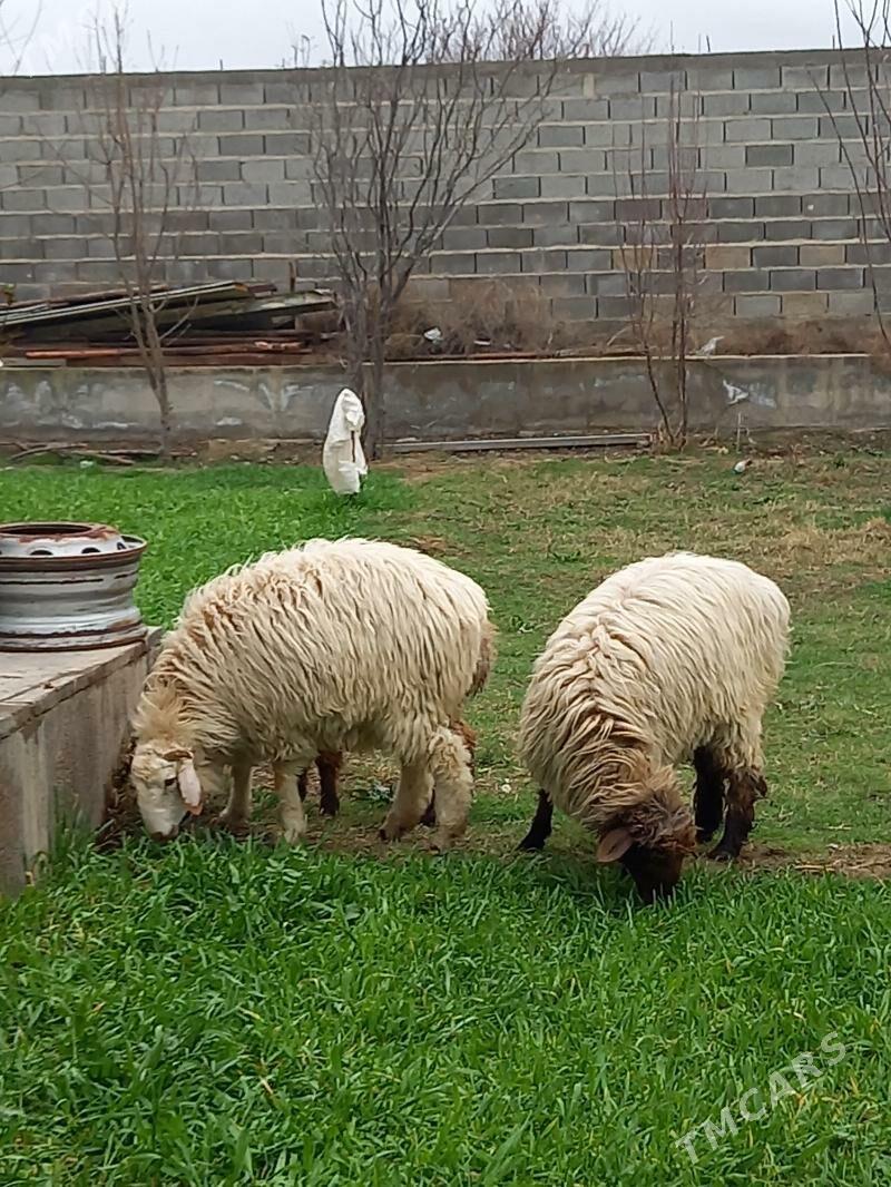 Goyun işşek - Гёкдепе - img 1