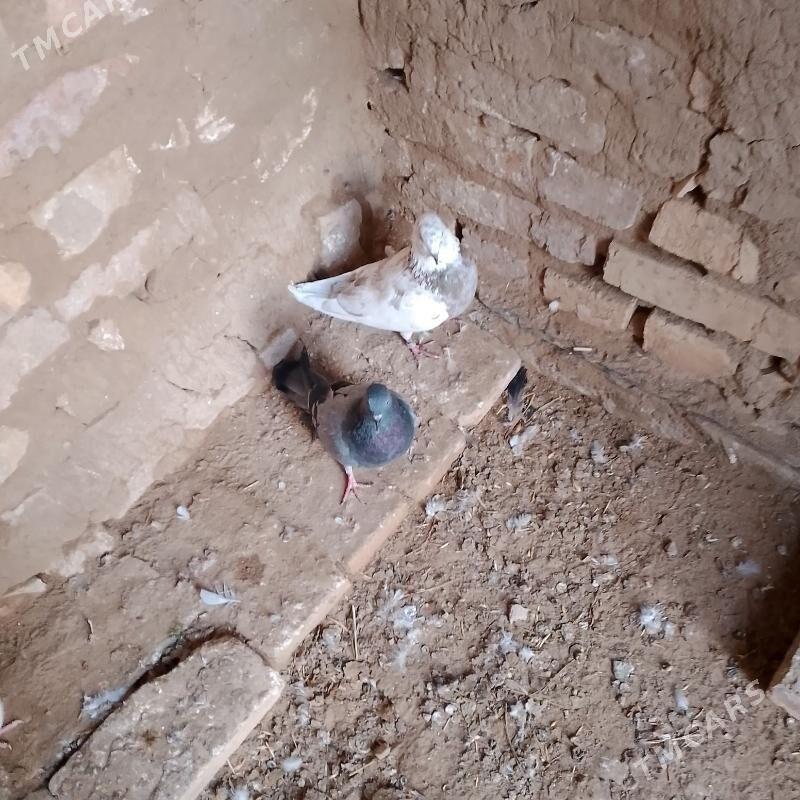 Kepderi - Шатлык - img 1