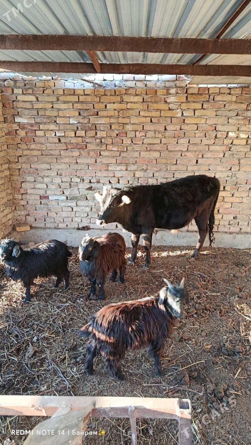 Gara okuz - Туркменабат - img 1