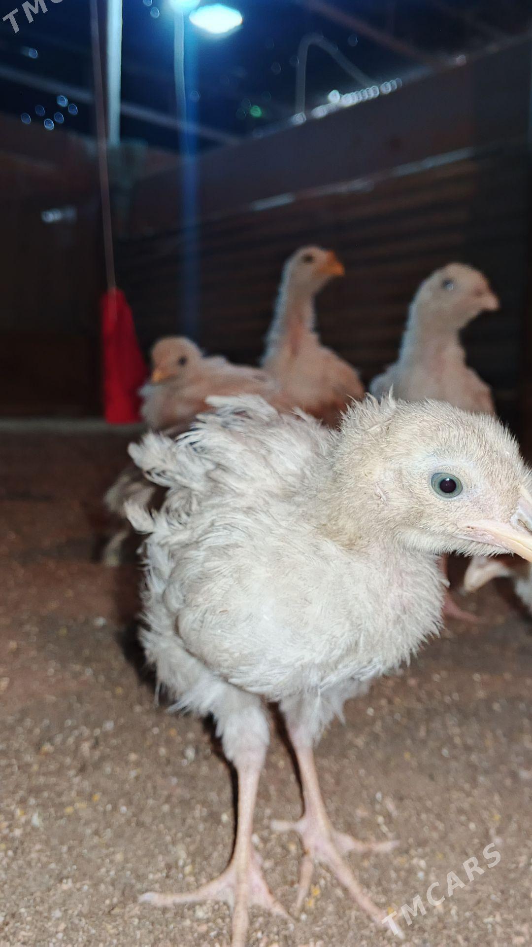 jüýje - Bagyr - img 1