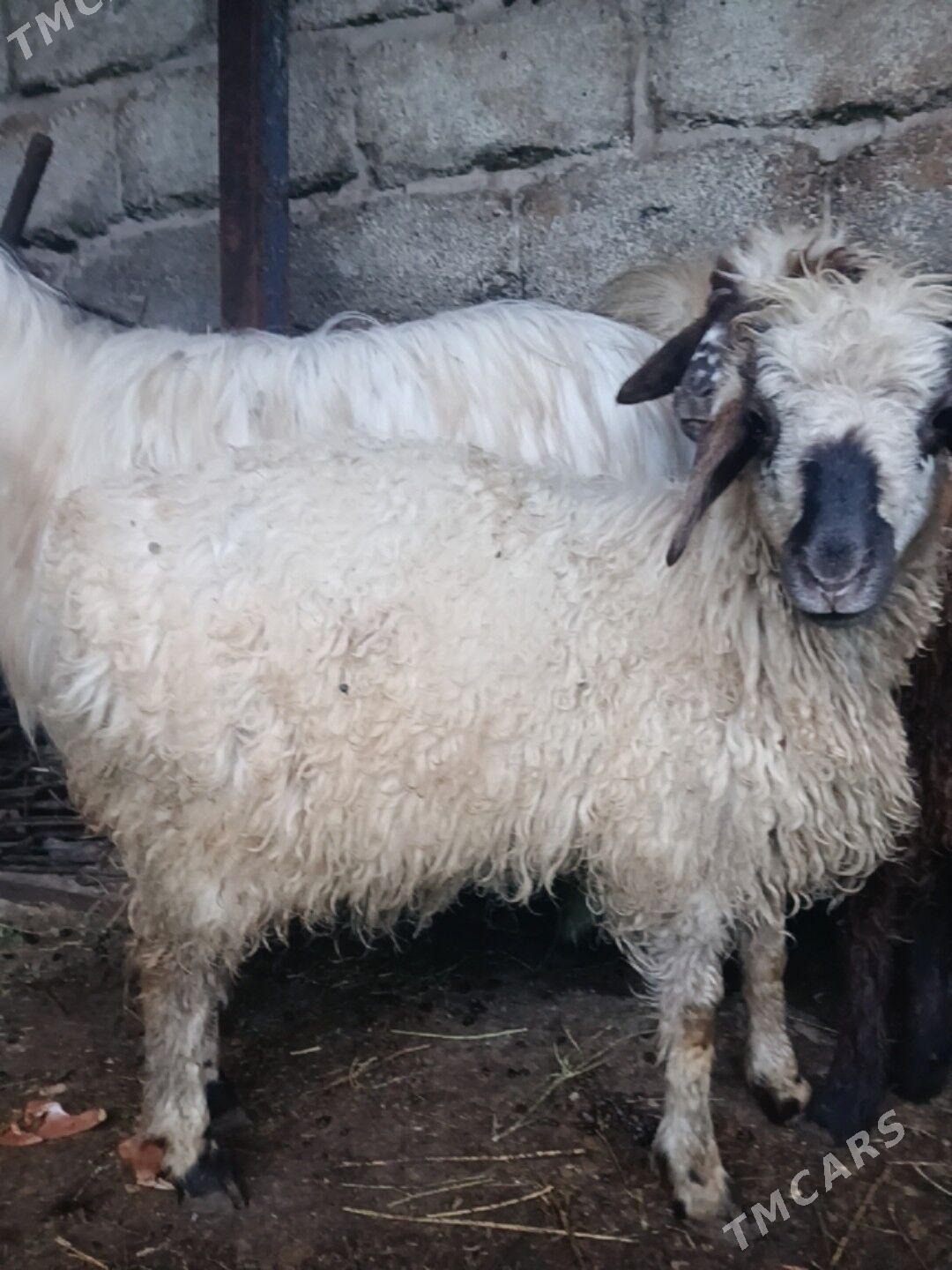 toklylar - Hitrowka - img 1