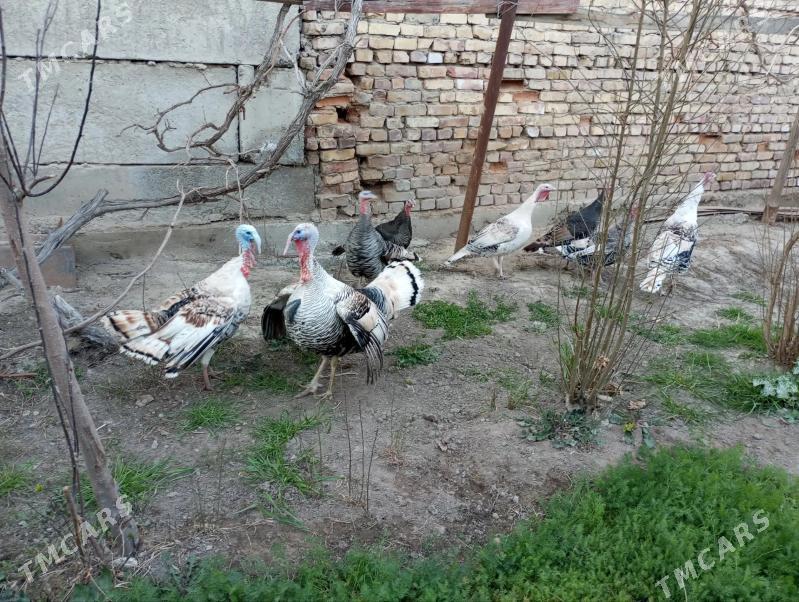 самиз индуклар - Туркменабат - img 1