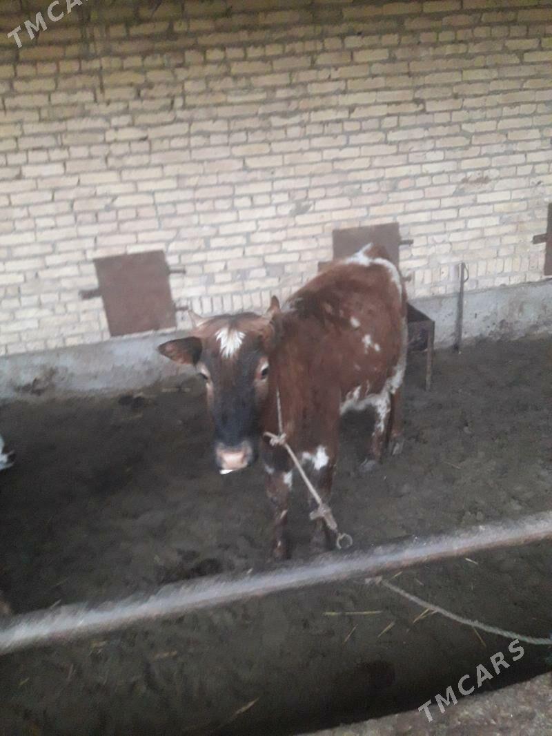 unajyn - Çärjew - img 1